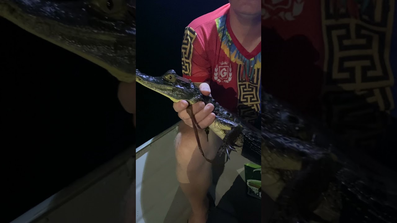 Амазонские крокодилы