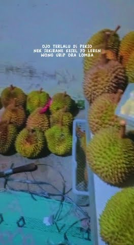 kata motivasi durian 🤣