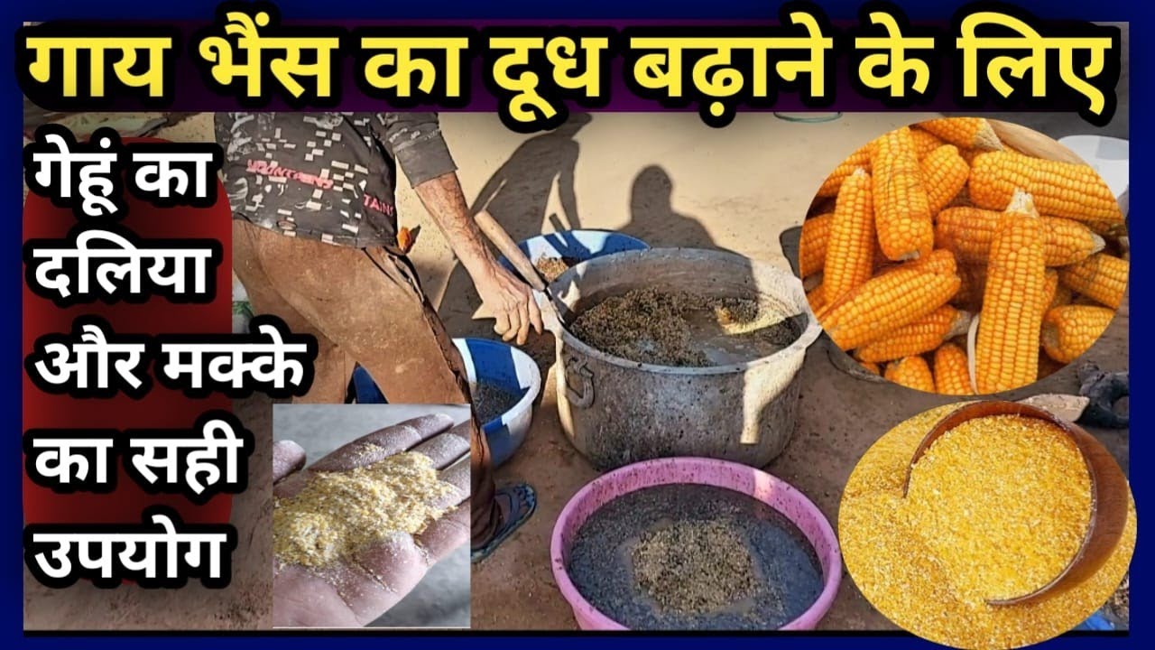 दूध बढ़ाने के लिए गेहूं का दलिया/मक्के का सही उपयोग कैसे करें||Maize Seeds and Wheat Daliya ka use
