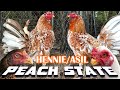Asil Hennie Nice Visit Peach State Farm