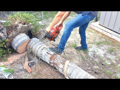 Cutting a Palm Tree with a Chainsaw (like butter)