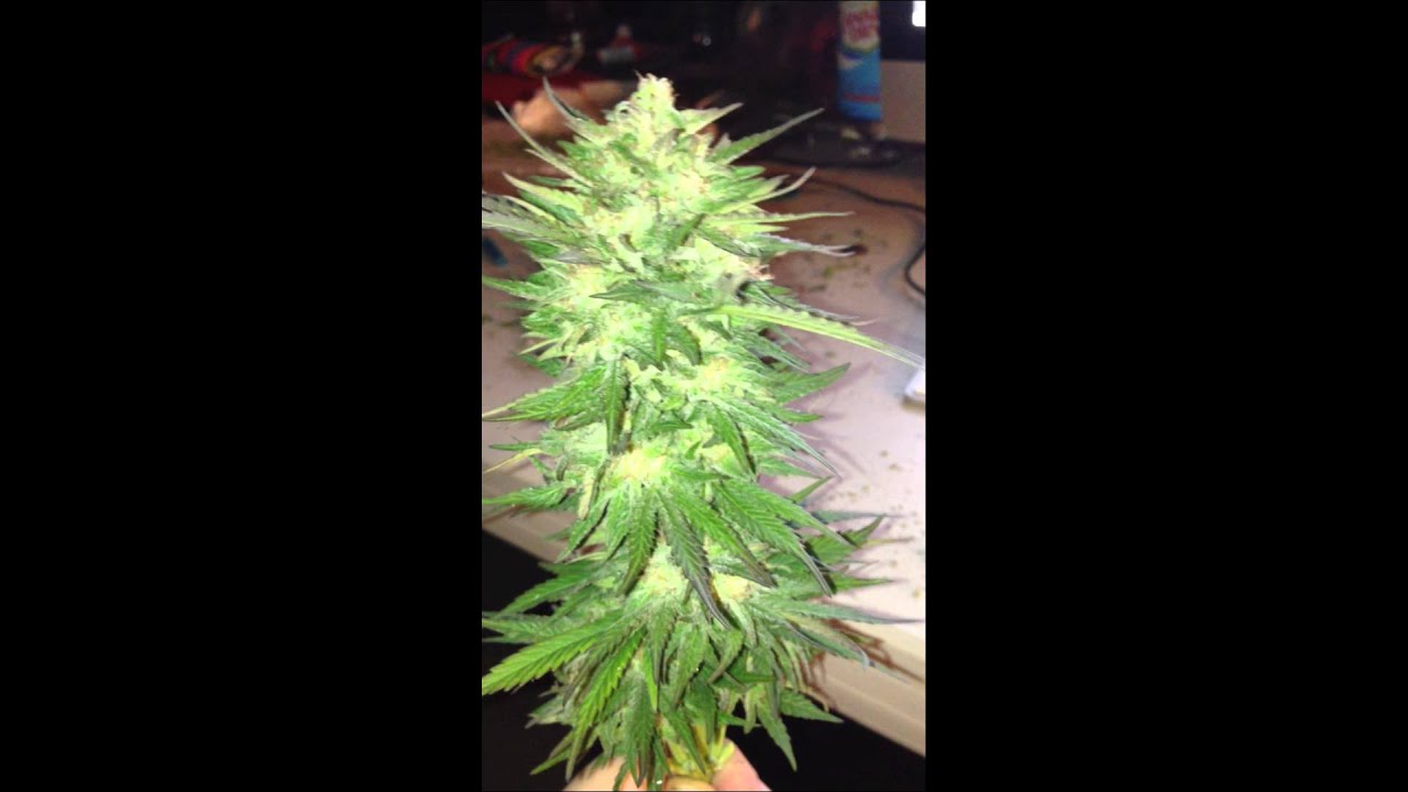 SickMeds Green Crack Harvest Update