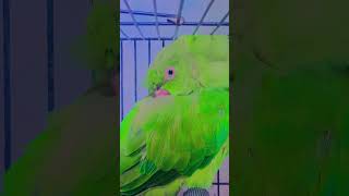 parrot sound #talkingparot #nonstoptalkingparrot #birds #funny #azharparrot #parrot #mithukibatain