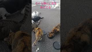 feeding cute stray cats さくら猫にご飯をあげてる in Kochi shi, japan #猫 #地域猫 #ねこ動画 #かわいい猫 #shorts #viral #cute