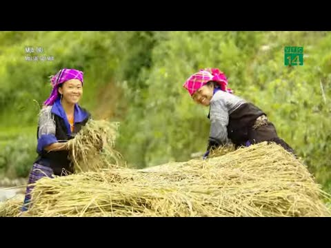 Video Việt Nam bốn mùa: Mùa thu - Màu sắc giao mùa| VTC14 - youtube