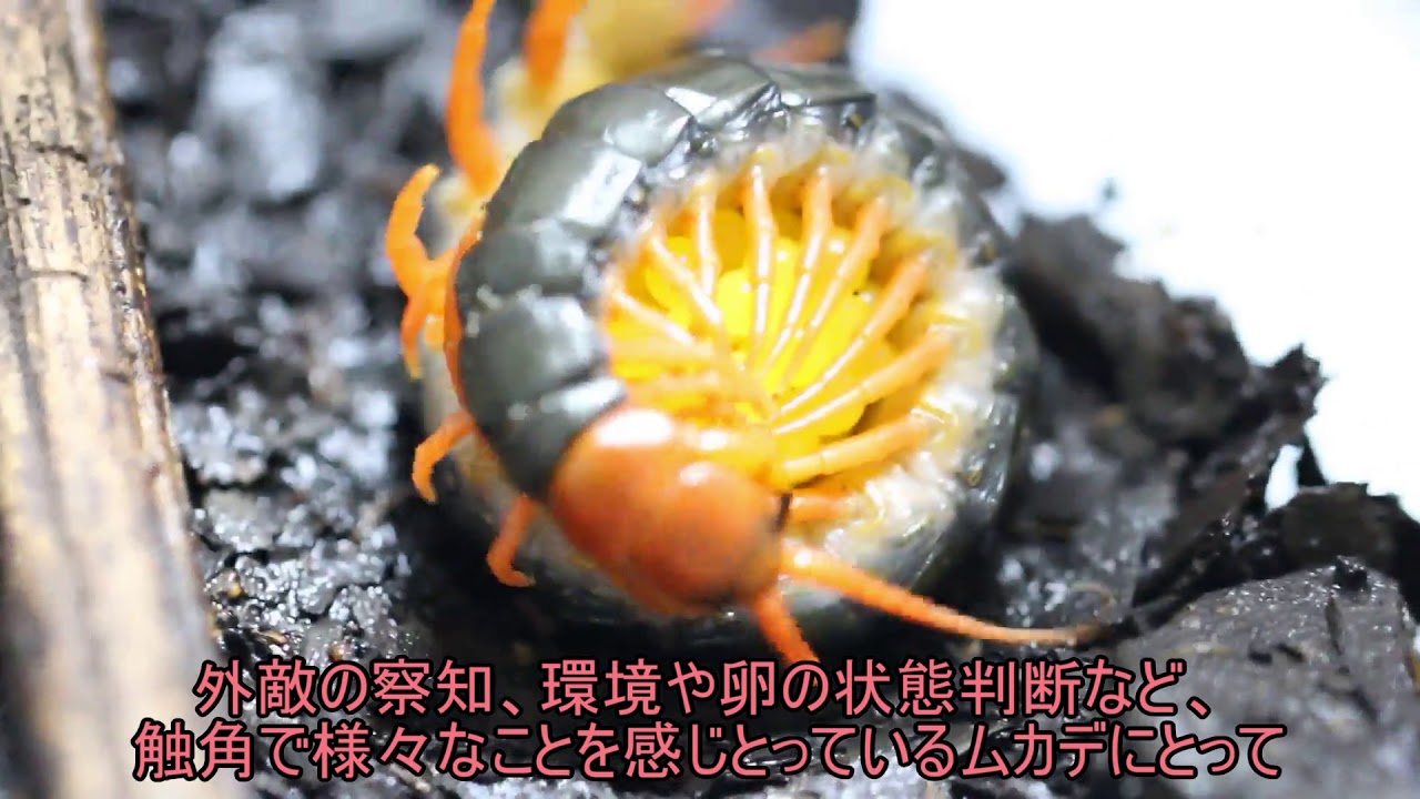 ムカデ の 卵