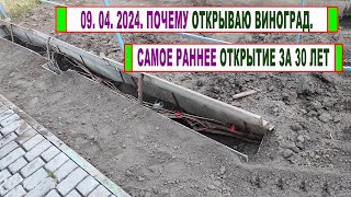 🍇 2024. Открываю виноград! Почему ПОЗДНЕЕ ОТКРЫТИЕ не влияет на НАЧАЛО ВЕГЕТАЦИИ винограда?