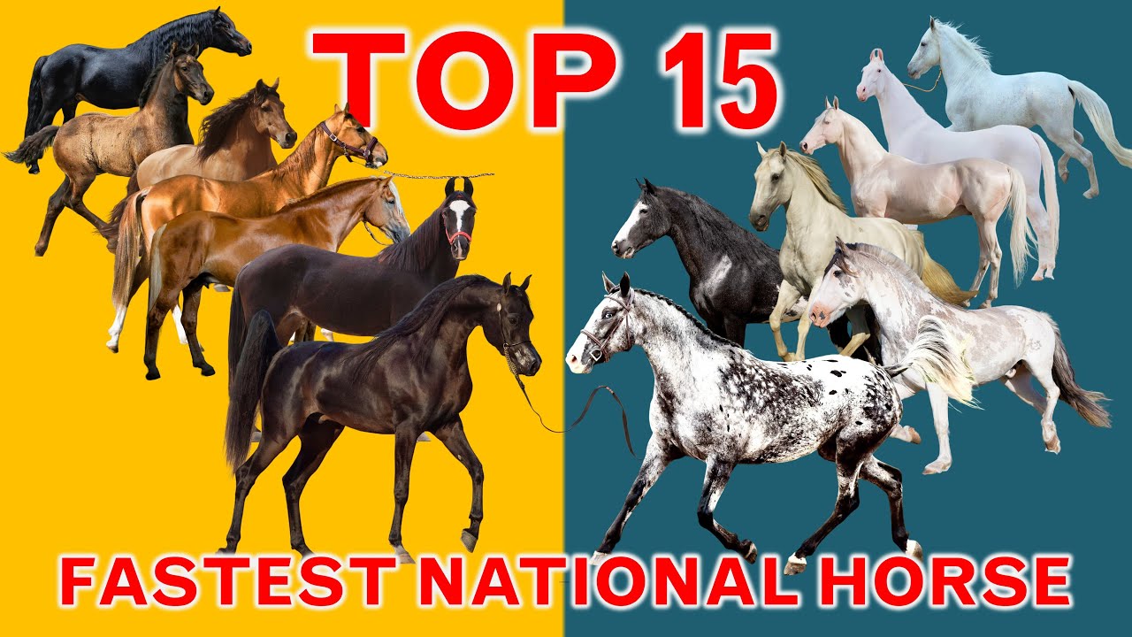 Top 15 Fastest National Horse Breeds in the World - YouTube