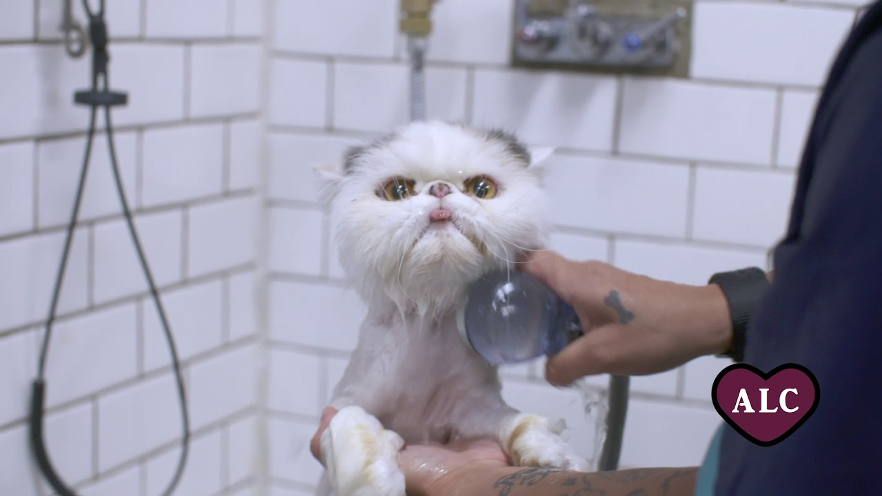cat grooming brooklyn