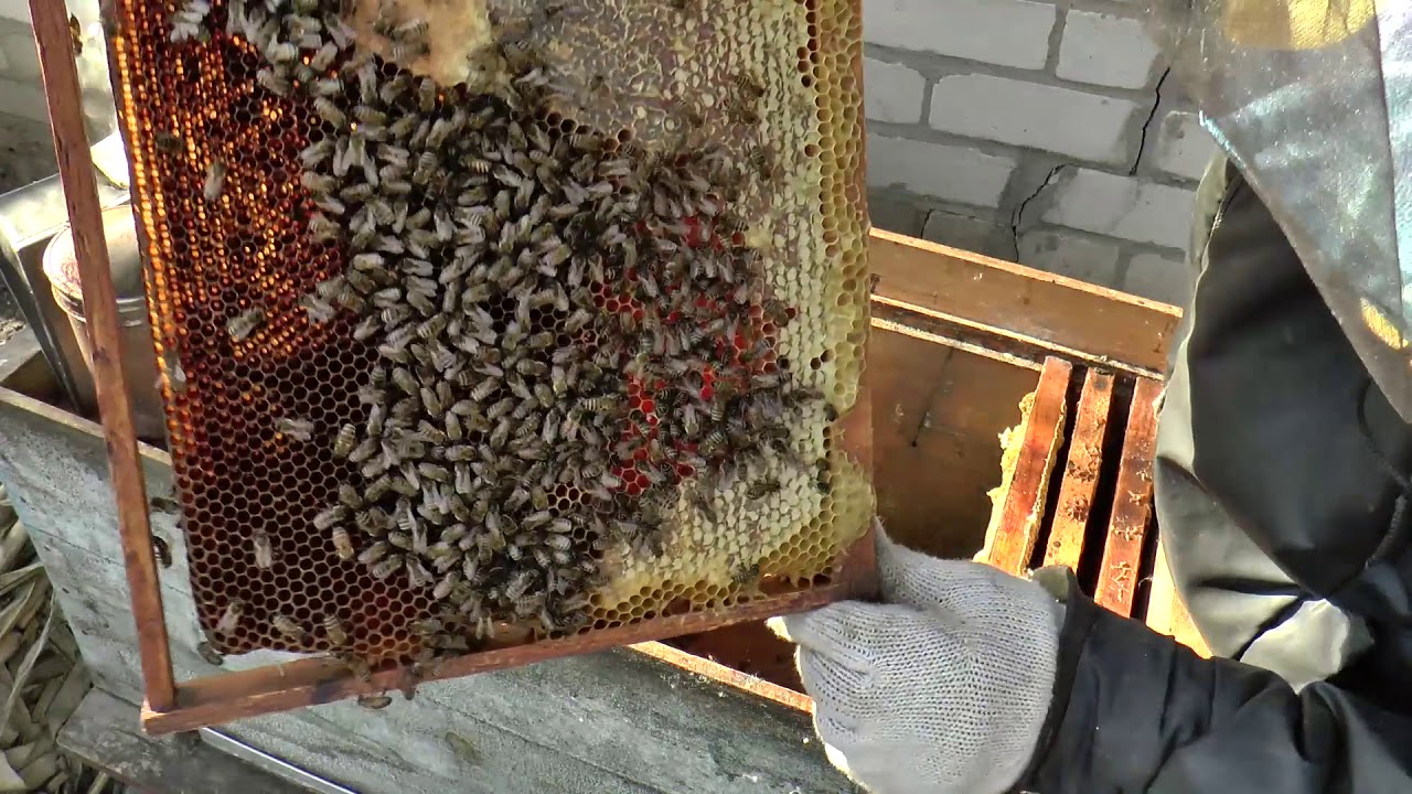 Пчелы после зимовки что делать. Пчелы после зимовки. Осмотр зимующих пчёл. Пчёлы весной после зимовки. Весенний осмотр пчел.