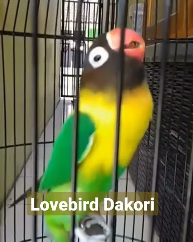 pancingan suara lovebird ngekek panjang