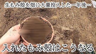 生のもみ殻を畑に大量投入した一年後の実態…【もみ殻崇拝者の皆さん、こんなふうになりますが、それでも今年も入れますか？】(￣ー￣)