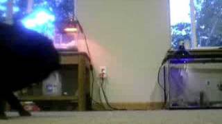 Pug chasing tail "VERY FUNNY"