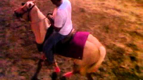 caballo ruano mr leonel