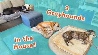 What It’s Like to Live with 3 Greyhounds by Hi, I'm Steph 899 views 3 months ago 9 minutes, 19 seconds