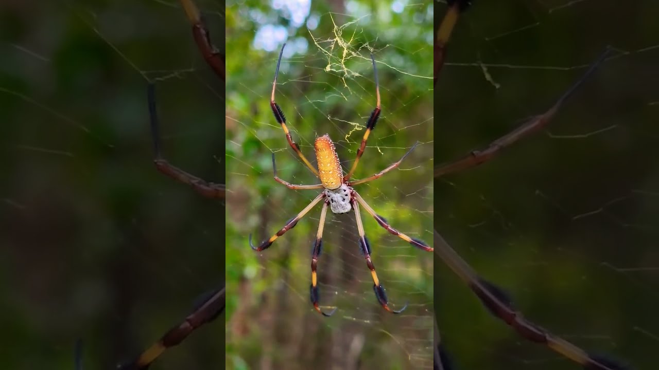 Banana Spider in Florida 🍌🕷