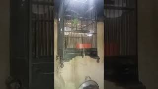 DownloadTerapi ijo mini, 100% burung anda gocor MP3 MP4 Terapi ijo mini, 100% burung anda gocor