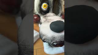 New mangle cosplay yay #fnaf #fivenightsatfreddys #fnafcosplay #manglefnaf #cosplay #cosplaycostumes