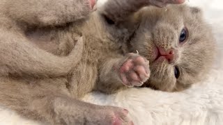 Baby Kittens 2 Weeks After Birth | Waking Up From Nap Yawning Meowing So Cute! by British blue cats 5,130 views 1 year ago 2 minutes, 47 seconds