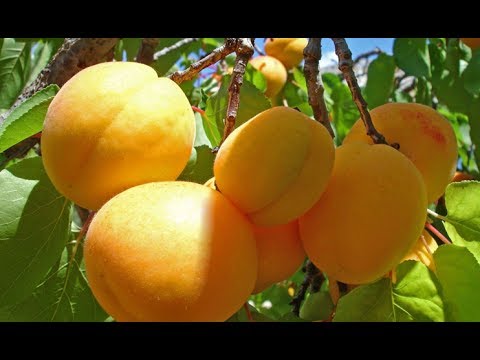 Video: Ինչպե՞ս և ինչով կերակրել խնձորի ծառը: Ինչպե՞ս կերակրել երիտասարդ և ծեր խնձորի ծառը պտղաբերության ընթացքում, գարնանը ծաղկելուց հետո և այլ ժամանակներում: Բեղմնավորման կանոններ