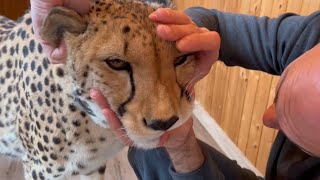 Gerda the cheetah showed her teeth! The dental exam was a success.