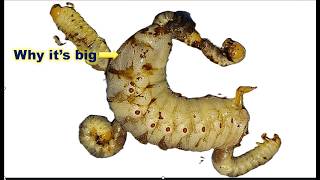 worm!Digging Up Massive Grubs From The Soil.