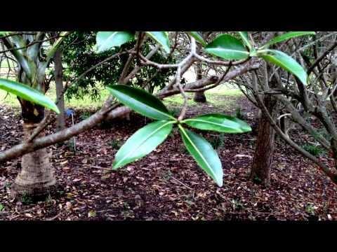 Tanguin pays Faunes & Flores de la Réunion