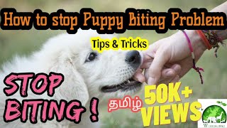 How to stop Puppy Biting Problem Tamil | Puppy Biting Training Tricks in Tamil | Puppy videos tamil