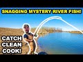 SNAGGING Giant MYSTERY Fish from the RIVER!!! (Catch Clean Cook)