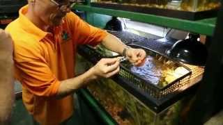 Rare and Exotic Baby Turtles : Kamp Kenan S1 Episode 15