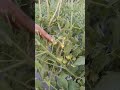 e-biotorium agriculture product to tomato crop