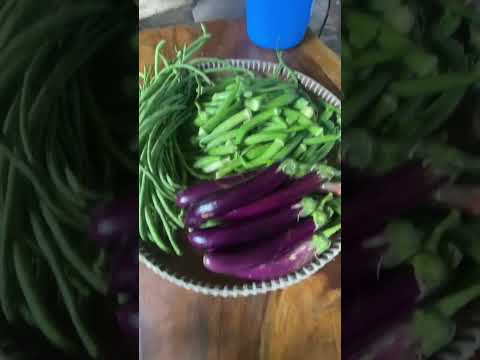 Gulay na aking tanim#province #food #harvestokra