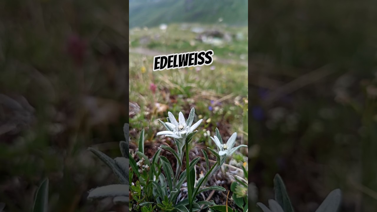 Edelweiss in an alpine meadow