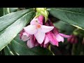Daphne Odora or Winter Daphne