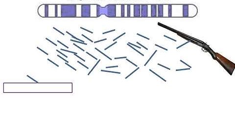 Shotgun Sequencing Simple Animation