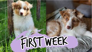 First Week With My Australian Shepherd Puppy! Introducing grooming, socialization, and more!