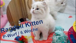 Ragdoll Kitten | unser P-Wurf in der sechsten Woche | Aramintapaws Ragdolls by Aramintapaws Ragdolls 118 views 1 year ago 37 seconds