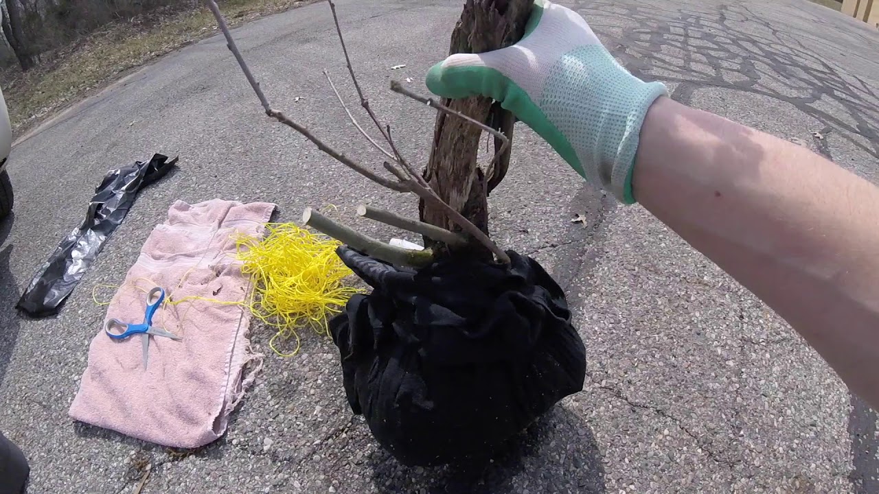Collecting Spring '19: Northern Red Oak - Great Lakes Bonsai