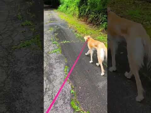 もちこ(サルーキ♀7歳)とハル(保護猫♂1歳)は仲良しいつも一緒にお散歩します♪ #doglife #犬と猫と散歩 #catlife