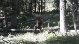 Bull Elk Nearly Runs Over Hunter