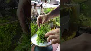 Wabi Kusa Crafting - May 8th #wabikusa #plantedtank #aquascape