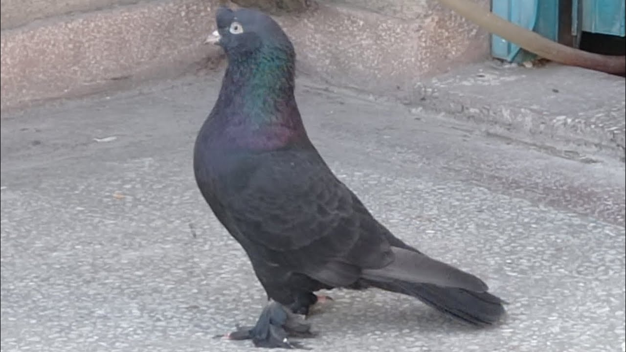 SOĞUKTA UÇUM!” – “ATMACA TEHLİKESİ!” – “KÜMES SON DURUM!