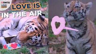Tiger cubs celebrate Valentine's Day! 🐯💖 | LOVE THIS!