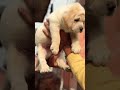 Labra Male Puppy for Sale 🐕 | 2 Month Old Cute Labrador 😍 | Trending Now @Petzz_world #shorts