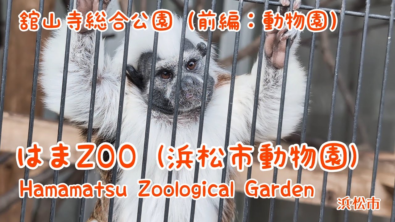 ​【浜松・舘山寺】まるごと満喫！① 動物園編｜Hamamatsu City Zoo Guide 🦁 トラ・ワタボウシタマリン・レッサーパンダ…に癒やされる