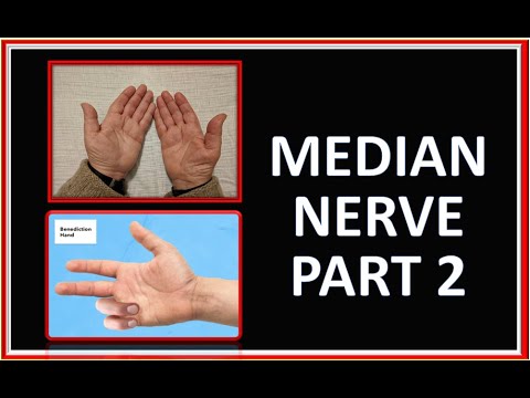 MEDIAN NERVE  PART 2 paals anatomy