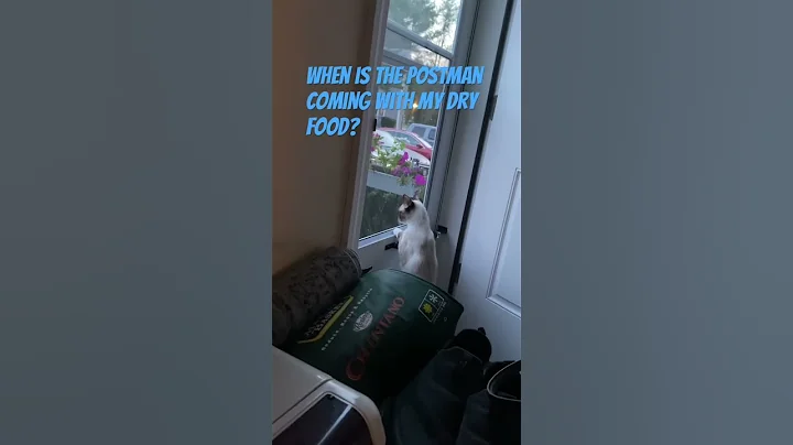 Watch the video about Will our kitten wants dry food delivered, Grace is chilled #maine #siamese