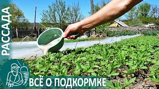 Growing Seedlings 🌿 All About Fertilizing According to Gordeev’s Technology