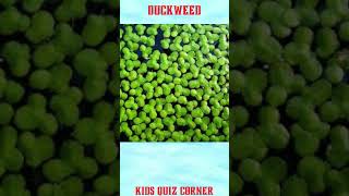 Aquatic plants | Adaptations in aquatic plants class 4 science | class 4 evs