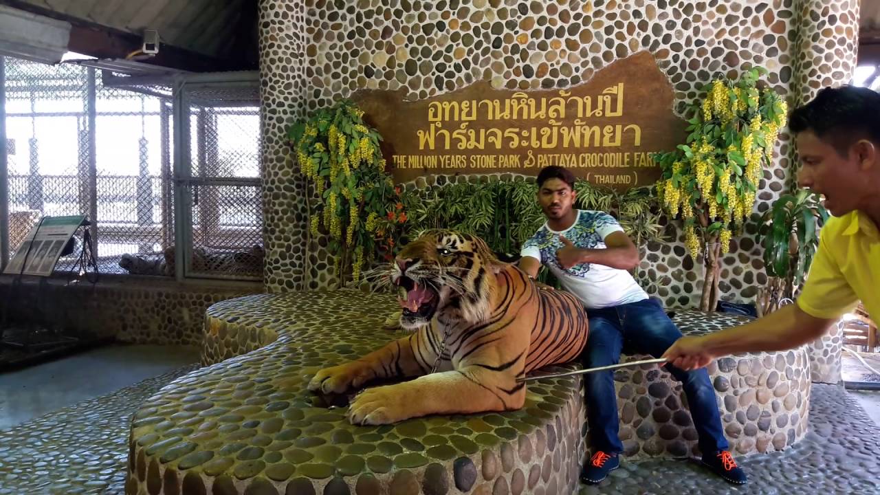 Bangkok Tiger Park YouTube Bangkok Tiger Park YouTube